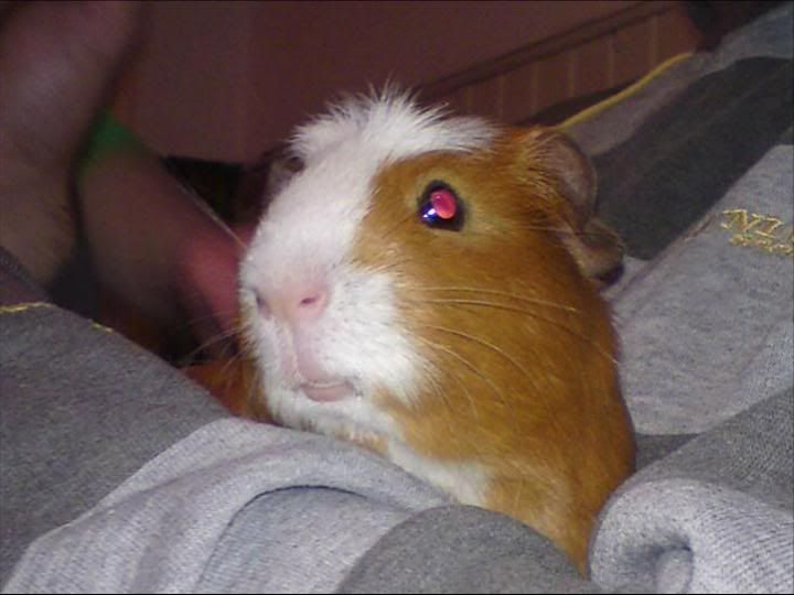 guineapiggy.jpg