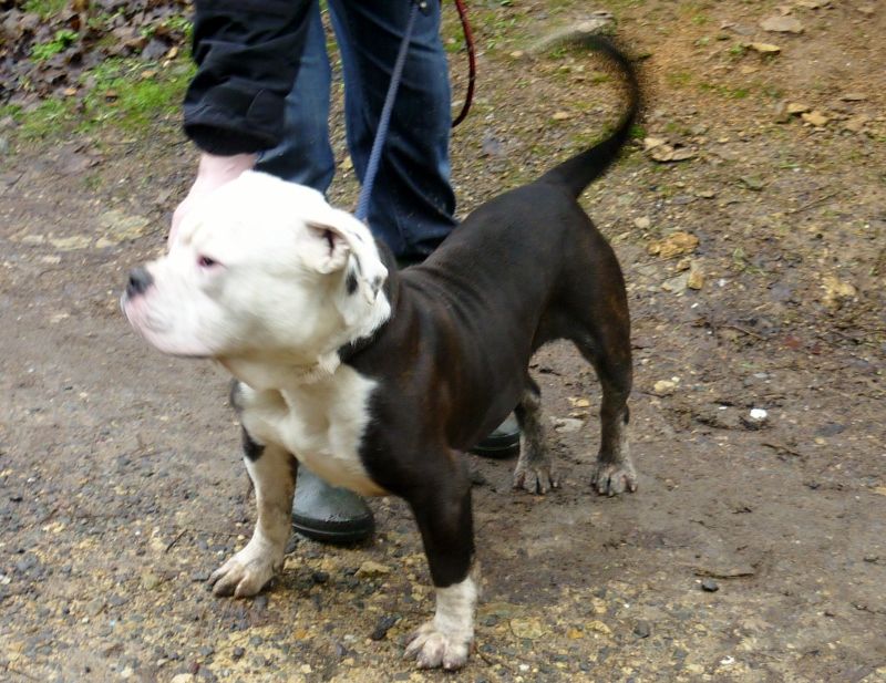 x staffy english staffy american bulldog/staffy  (?)  striking cross Bosun